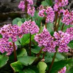 Badan: Care, Propagation, Varieties, Placement In The Garden