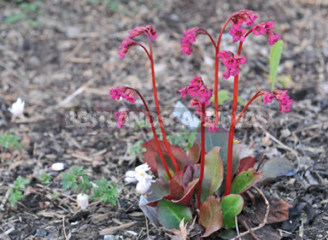 Badan: Care, Propagation, Varieties, Placement In The Garden