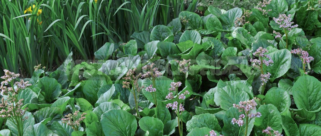 Badan: Care, Propagation, Varieties, Placement In The Garden