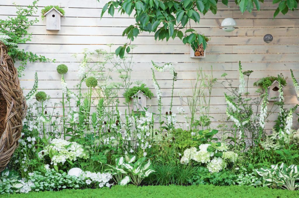 Beauty Without Borders: What To Plant In The Problem Area Near The Walls Of The House