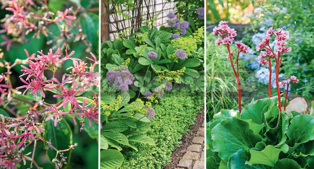 Beauty Without Borders: What To Plant In The Problem Area Near The Walls Of The House
