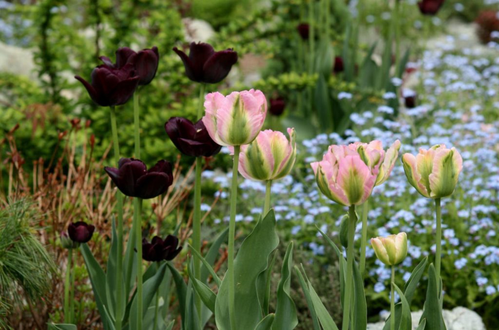 Bulbous In Garden Design: Working On Mistakes