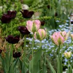 Bulbous In Garden Design: Working On Mistakes