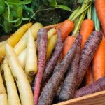 Colorful Wonders: Unusual Varieties Of Carrots And Beets