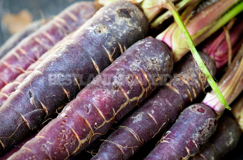 Colorful Wonders: Unusual Varieties Of Carrots And Beets