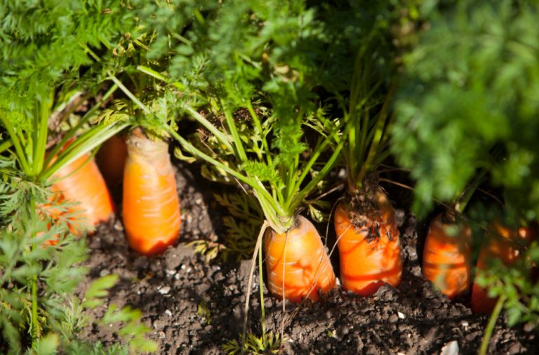 Colorful Wonders: Unusual Varieties Of Carrots And Beets - Best ...