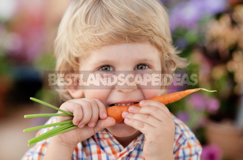 Colorful Wonders: Unusual Varieties Of Carrots And Beets