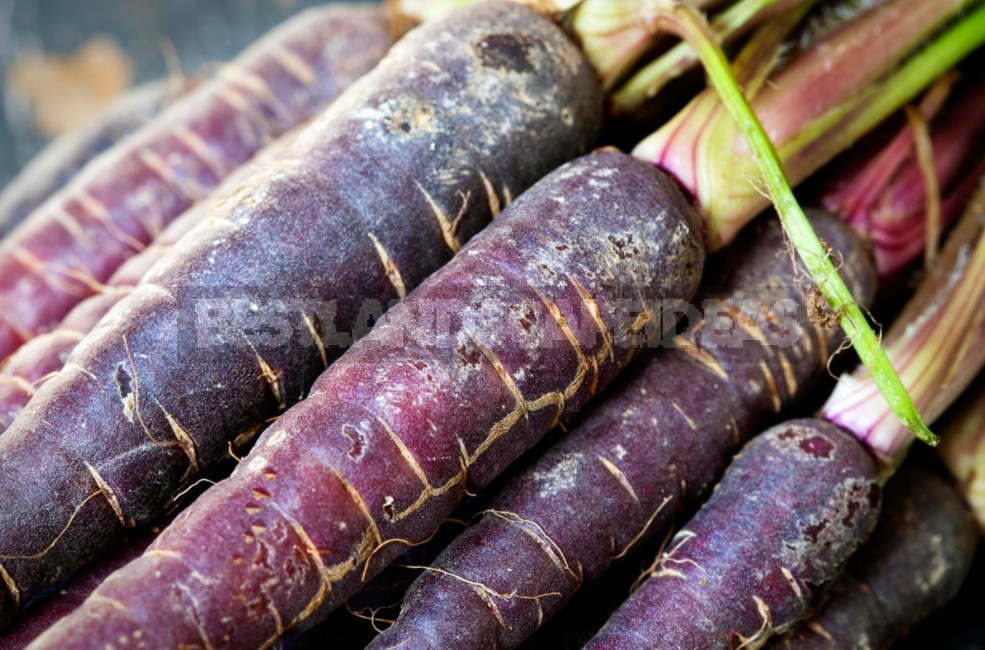 Colorful Wonders: Unusual Varieties Of Carrots And Beets