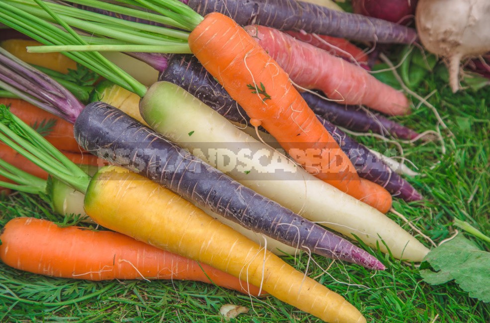 Colorful Wonders: Unusual Varieties Of Carrots And Beets