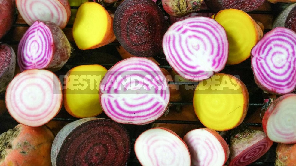 Colorful Wonders: Unusual Varieties Of Carrots And Beets