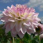 Dahlias: Varieties, Photos. Difficulties Of Winter Storage