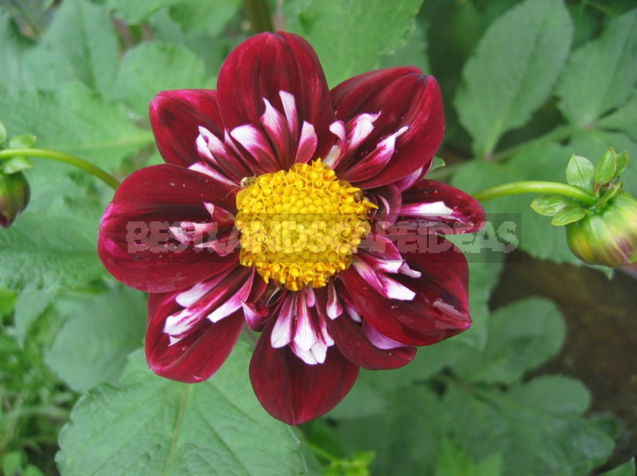 Dahlias: Varieties, Photos. Difficulties Of Winter Storage