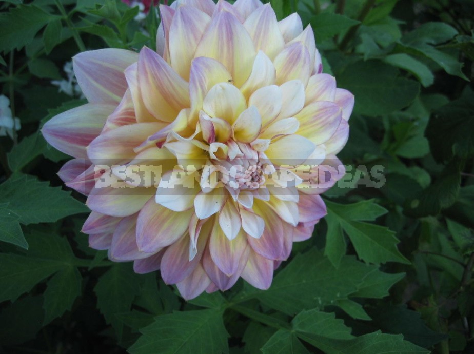 Dahlias: Varieties, Photos. Difficulties Of Winter Storage