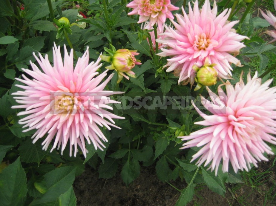 Dahlias: Varieties, Photos. Difficulties Of Winter Storage