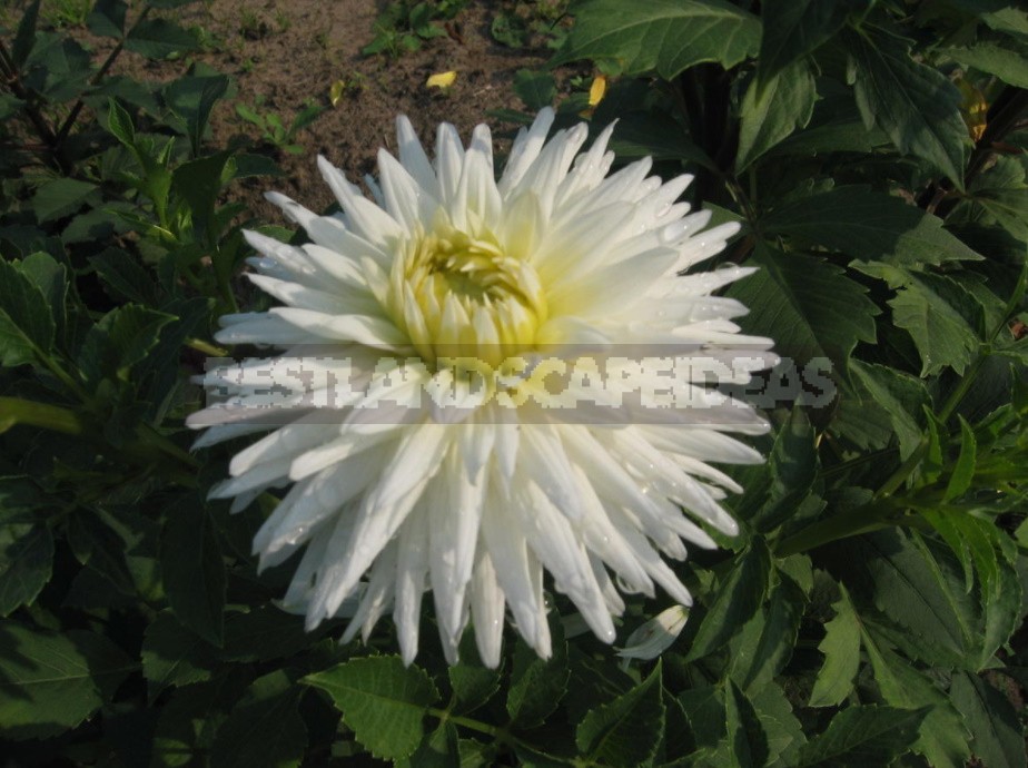 Dahlias: Varieties, Photos. Difficulties Of Winter Storage