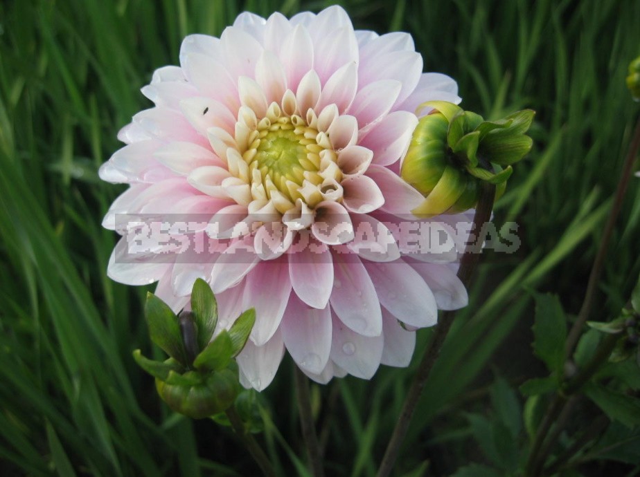 Dahlias: Varieties, Photos. Difficulties Of Winter Storage