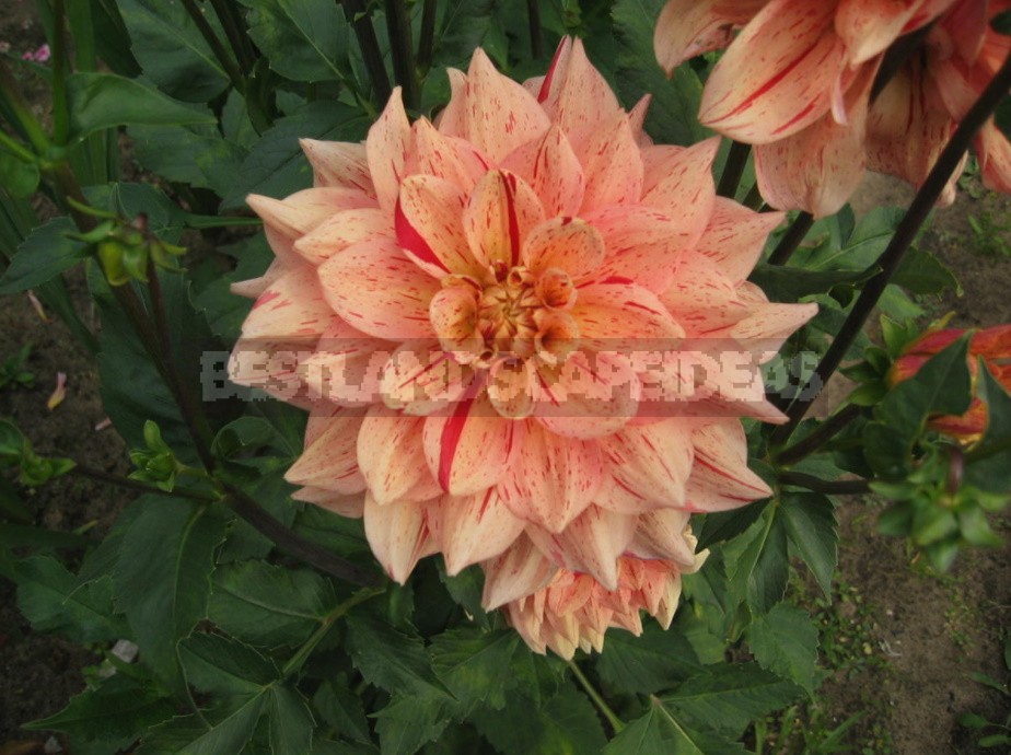 Dahlias: Varieties, Photos. Difficulties Of Winter Storage