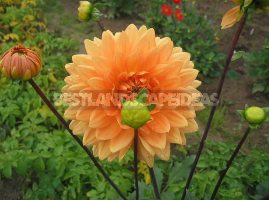 Dahlias: Varieties, Photos. Difficulties Of Winter Storage