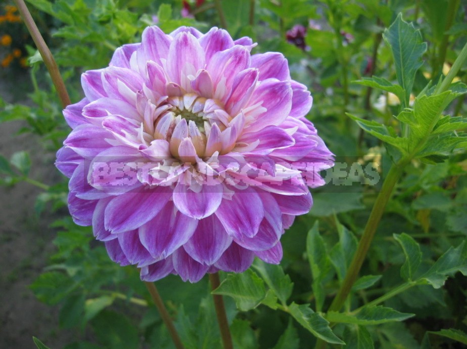 Dahlias: Varieties, Photos. Difficulties Of Winter Storage