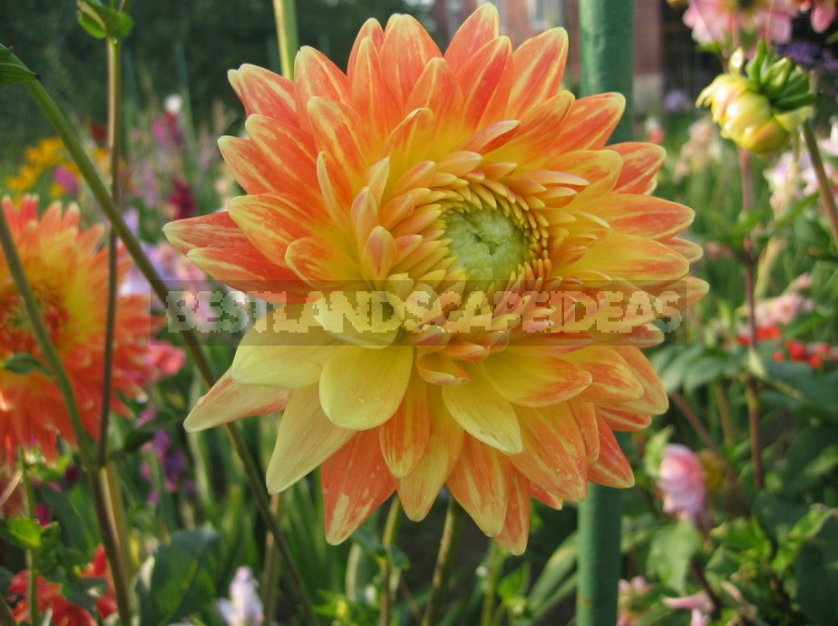 Dahlias: Varieties, Photos. Difficulties Of Winter Storage