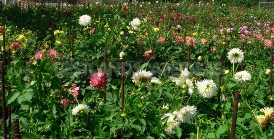 Dahlias: Varieties, Photos. Difficulties Of Winter Storage