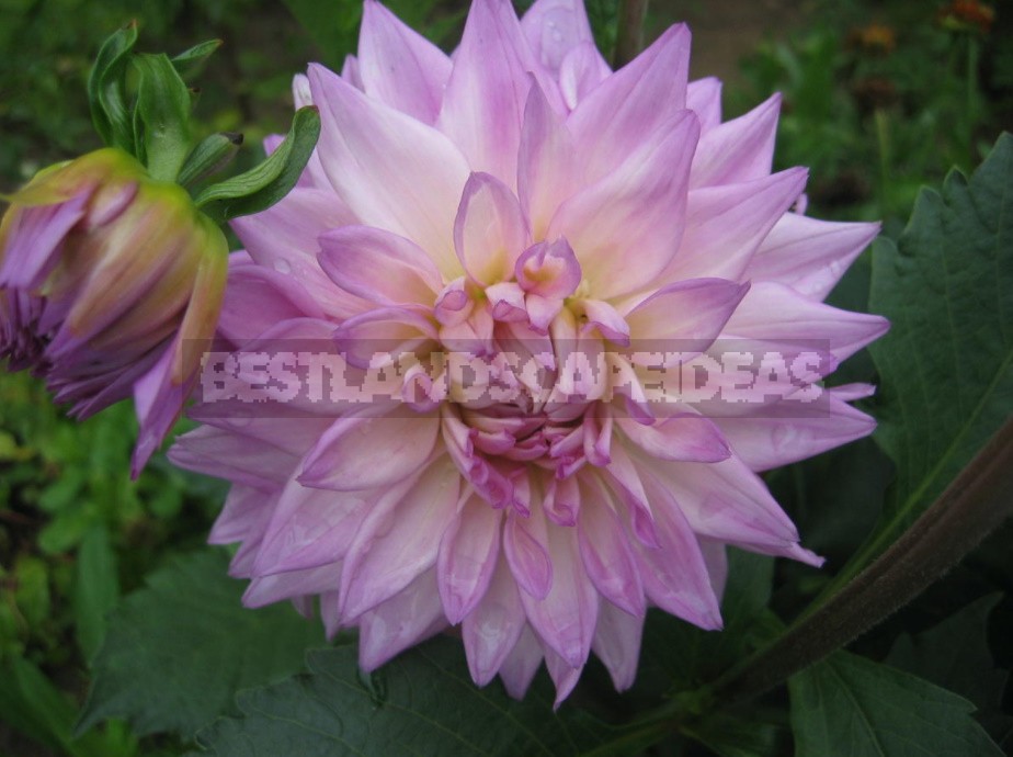 Dahlias: Varieties, Photos. Difficulties Of Winter Storage