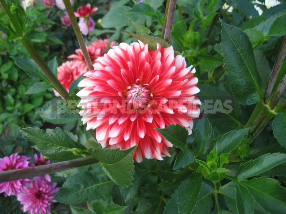 Dahlias: Varieties, Photos. Difficulties Of Winter Storage