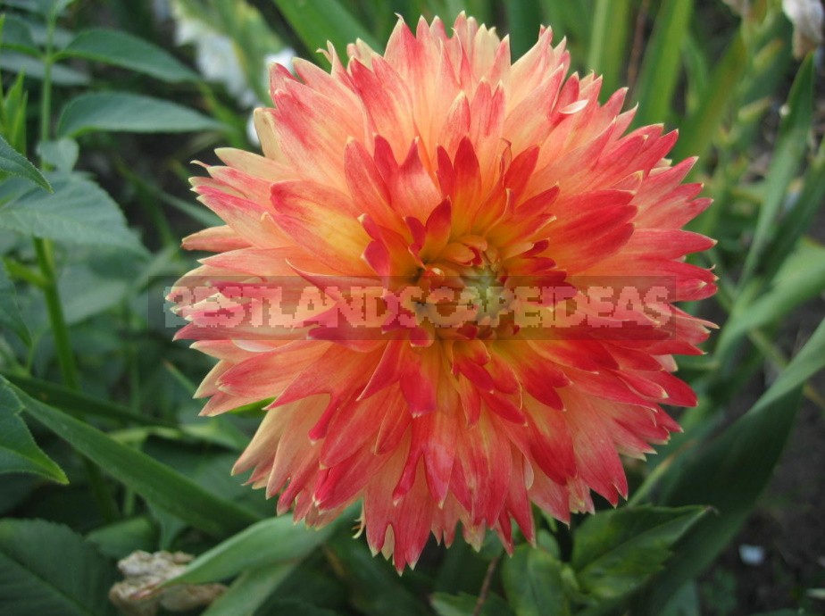 Dahlias: Varieties, Photos. Difficulties Of Winter Storage