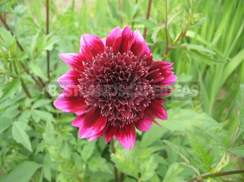 Dahlias: Varieties, Photos. Difficulties Of Winter Storage