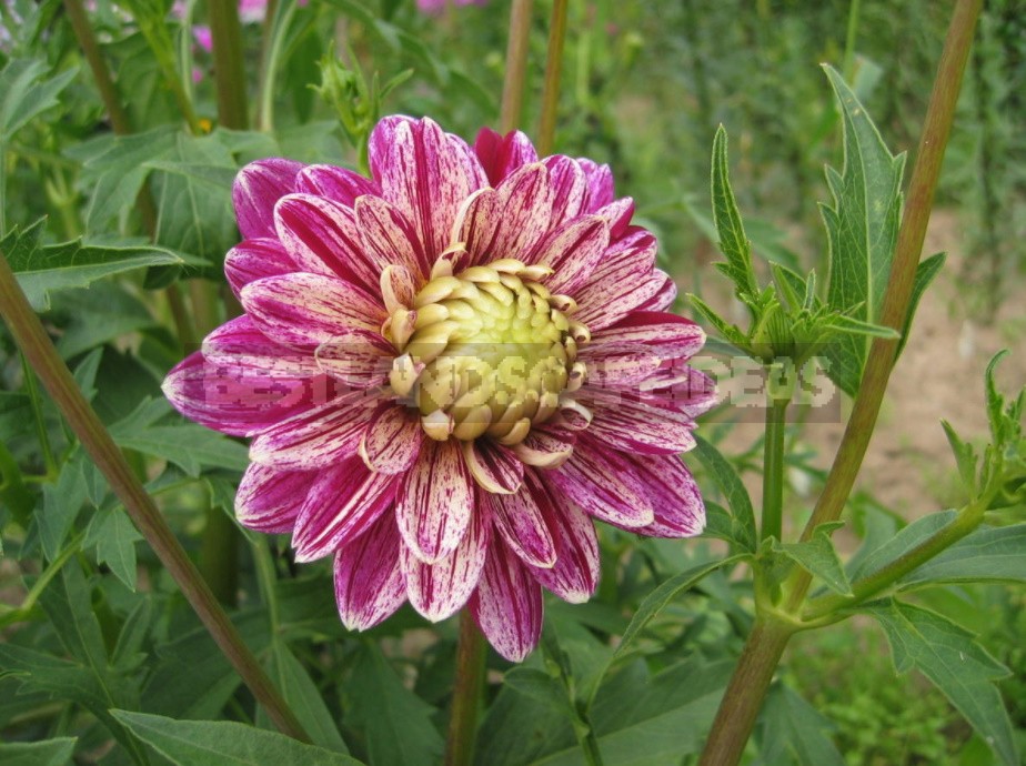 Dahlias: Varieties, Photos. Difficulties Of Winter Storage