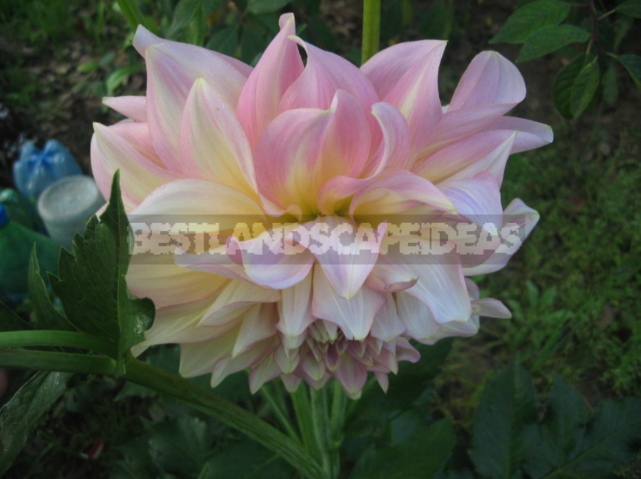 Dahlias: Varieties, Photos. Difficulties Of Winter Storage