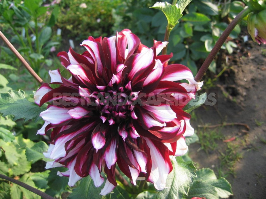 Dahlias: Varieties, Photos. Difficulties Of Winter Storage