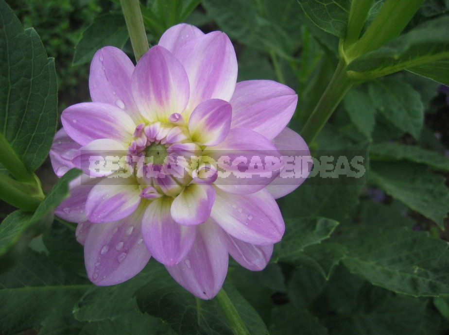 Dahlias: Varieties, Photos. Difficulties Of Winter Storage