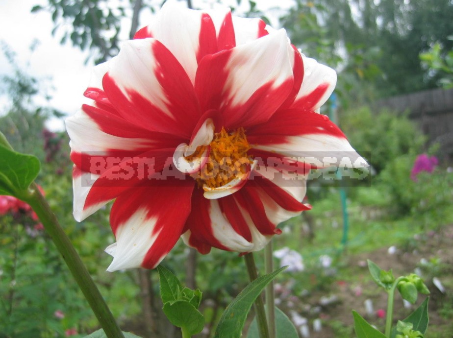 Dahlias: Varieties, Photos. Difficulties Of Winter Storage