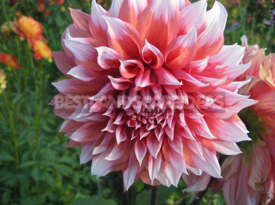 Dahlias: Varieties, Photos. Difficulties Of Winter Storage