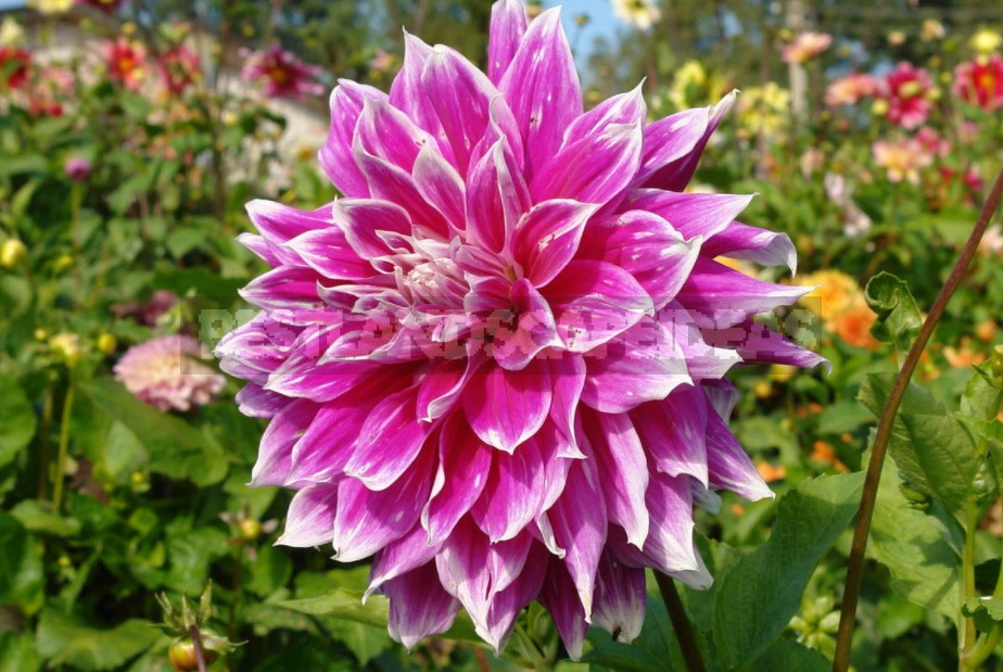 Dahlias: Varieties, Photos. Difficulties Of Winter Storage