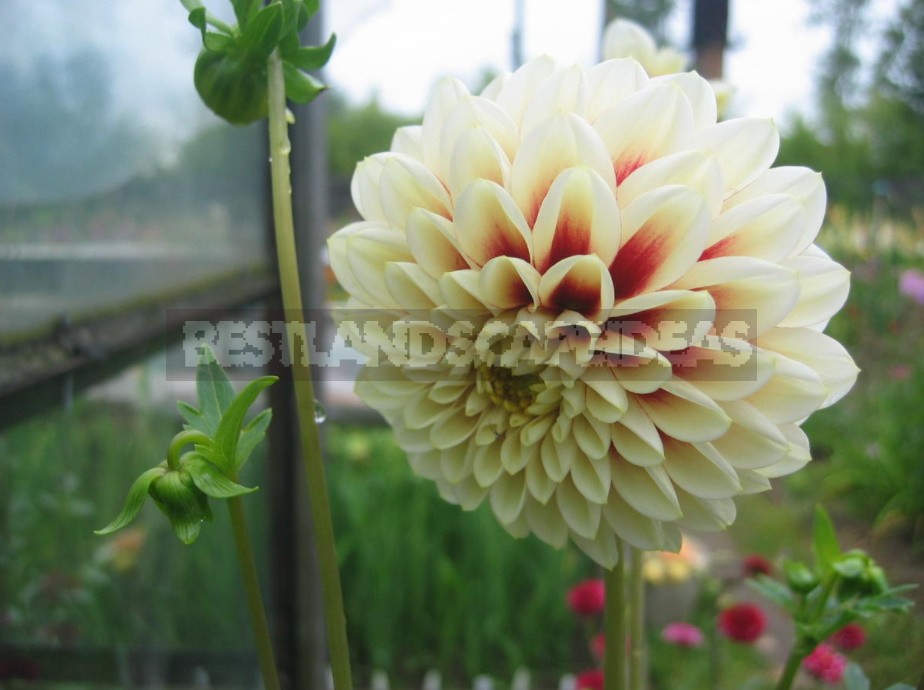 Dahlias: Varieties, Photos. Difficulties Of Winter Storage