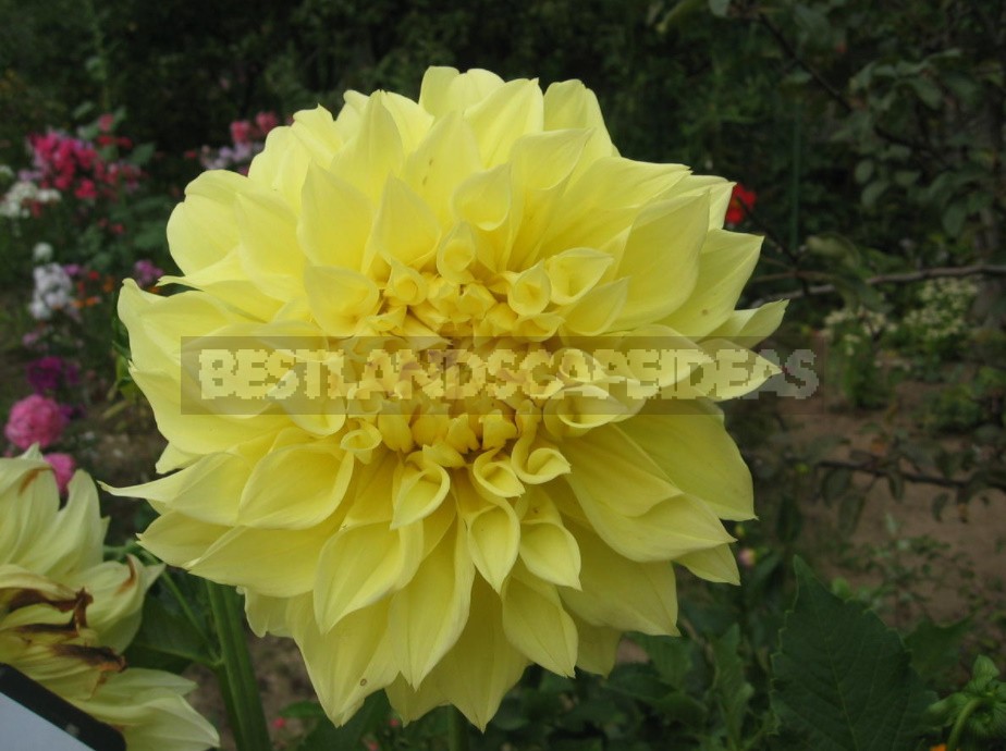 Dahlias: Varieties, Photos. Difficulties Of Winter Storage