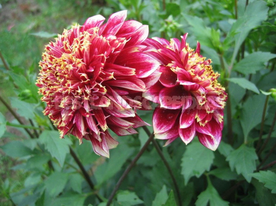 Dahlias: Varieties, Photos. Difficulties Of Winter Storage