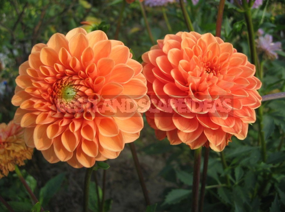 Dahlias: Varieties, Photos. Difficulties Of Winter Storage