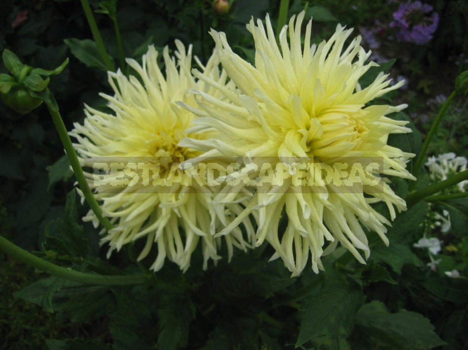 Dahlias: Varieties, Photos. Difficulties Of Winter Storage