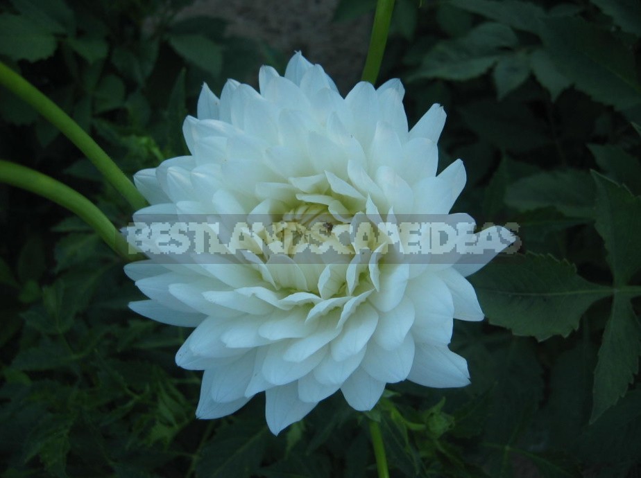 Dahlias: Varieties, Photos. Difficulties Of Winter Storage