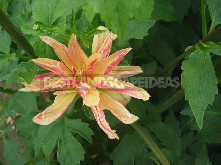 Dahlias: Varieties, Photos. Difficulties Of Winter Storage