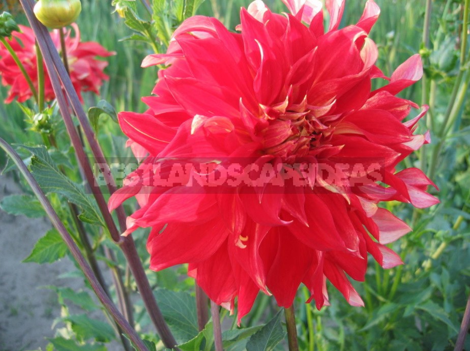 Dahlias: Varieties, Photos. Difficulties Of Winter Storage