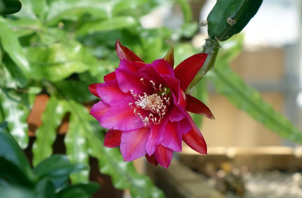 Epiphyllum: What Conditions Does The Leaf-Shaped Cactus Like