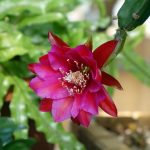 Epiphyllum: What Conditions Does The Leaf-Shaped Cactus Like