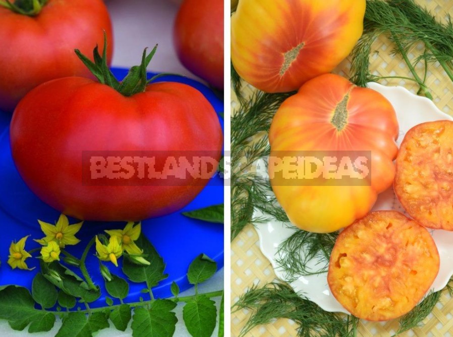 Features Of Growing Large-Fruited Tomatoes