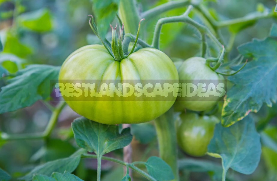 Features Of Growing Large-Fruited Tomatoes
