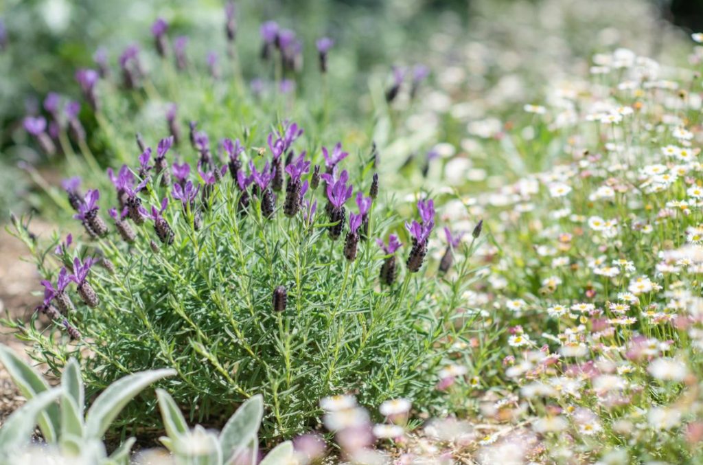 Garden Of Herbs: We Select Plants (Part 1)