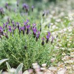 Garden Of Herbs: We Select Plants (Part 1)